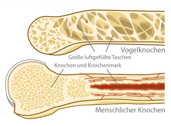 Vogel und Knochen Vergleich