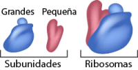 robosomes  large small