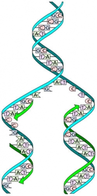 DNA replication