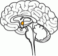 hypothalamus