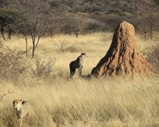 Termite mound in Namibia