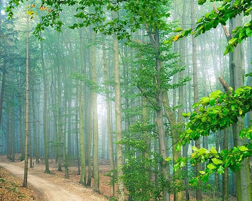 a foggy forest with green tall trees and a walking path