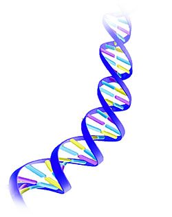 DNA double helix