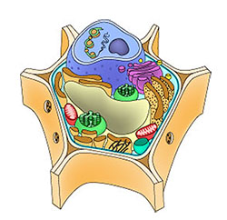 Plant cell drawing