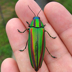 Beetle on hand