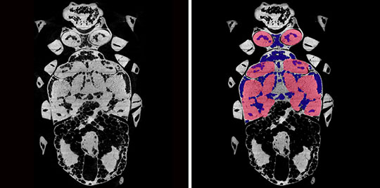 X-ray beetle slice