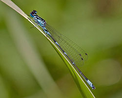 Variable damselfly male