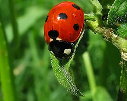 Ladybug