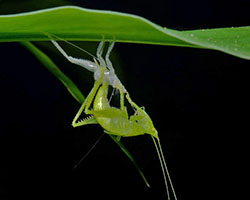 Insect molting