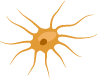 osteocytes