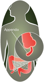 appendix