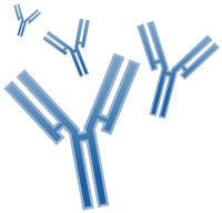 antibodies