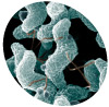 campylobacter