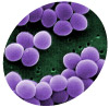 staphylococcus