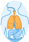 lungs