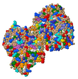 Model of lactase enzyme.