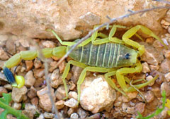 Deathstalker scorpion