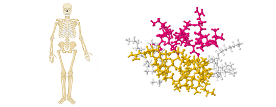 Skeleton and Protein structure