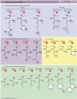 21 Amino Acids