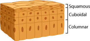 Epithelial layers