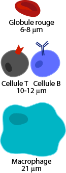 cell size comparison