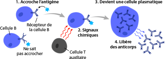 B-Cell maturation