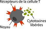 TCell Anatomy