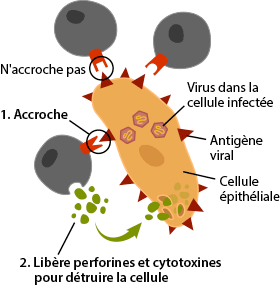 T Cells binding to infected cells