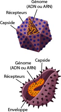 virus structure