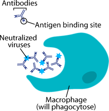 macrophage and antibodies