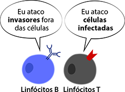 Linfócito B, Linfócito T, qual a diferença?