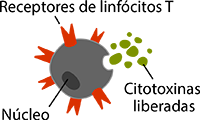 A anatomia básica de uma linfócito T