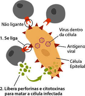 T Cells binding to infected cells