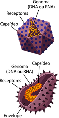 As partes dos vírus