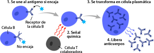 Maduración de las células B