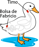 Anatomía del pato, timo y bolsa de Fabricio