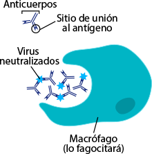 Macrófago y anticuerpos