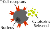 TCell Anatomy