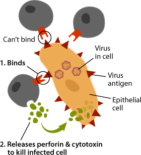 T Cells binding to infected cells