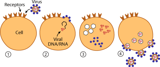 virus infecting cell