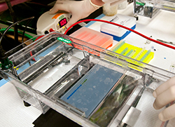 Agarose gel electrophoresis machine.