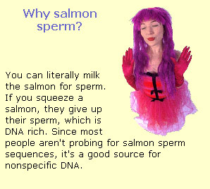 salmon