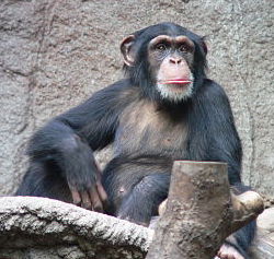 Chimpanzee