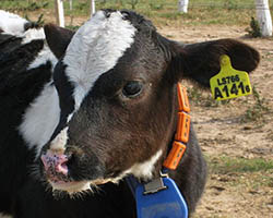 calf or baby cow