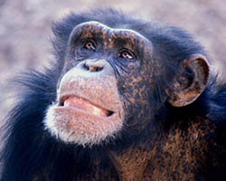 Chimpanzee