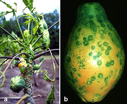 Papaya Ringspot Virus