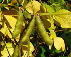 Soybeans