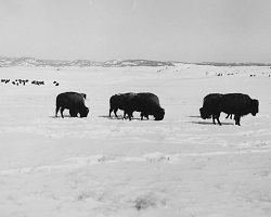 bison in the snow