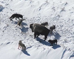 Bison with wolves