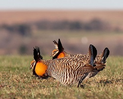 Prairie chickens